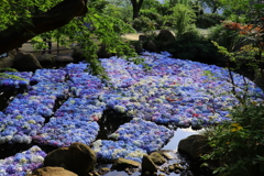 雨引観音 水に浮ぶ紫陽花