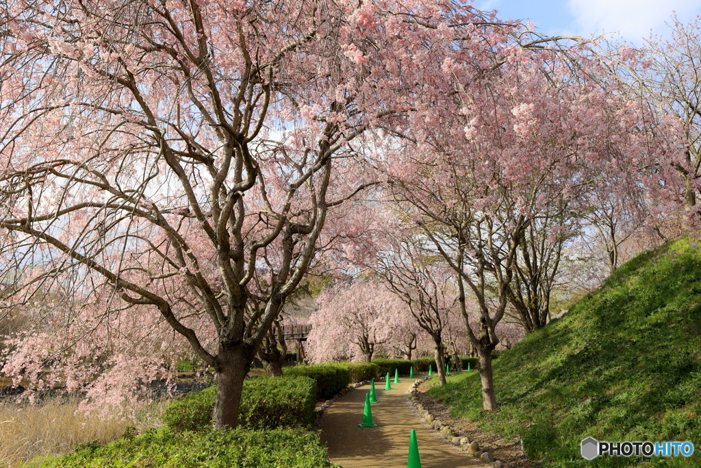 しだれ桜