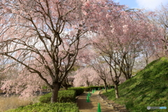 しだれ桜