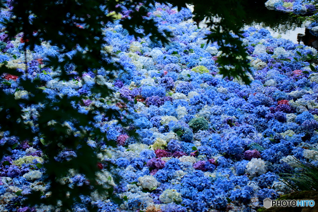 紫陽花