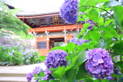 雨引観音 紫陽花と仁王門