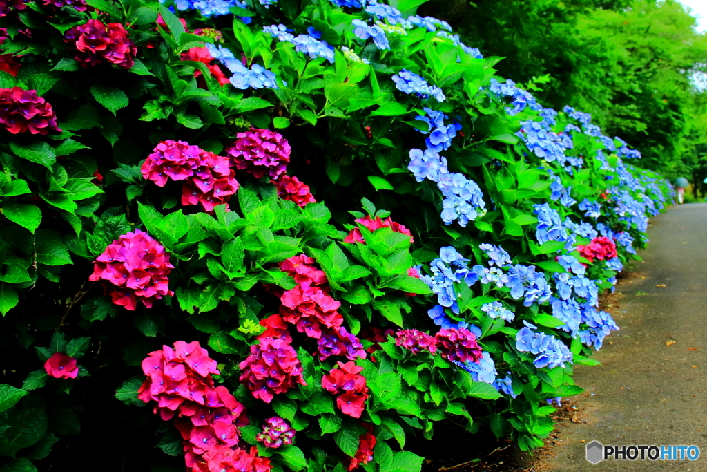 紫陽花