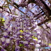 藤の花