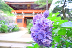 雨引観音 紫陽花と仁王門