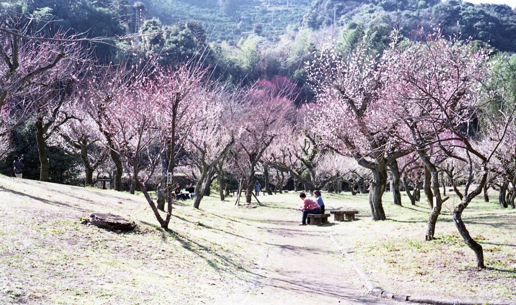 谷尾崎梅林公園