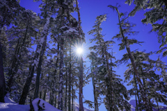 樹林帯で