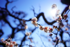 梅
