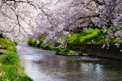 桜舞う