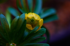 節分草