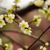 見頃♪　でも曇り。。。
