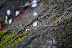 山桜