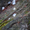 山桜