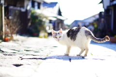 ネコ♪