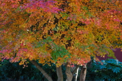 CRW_7950