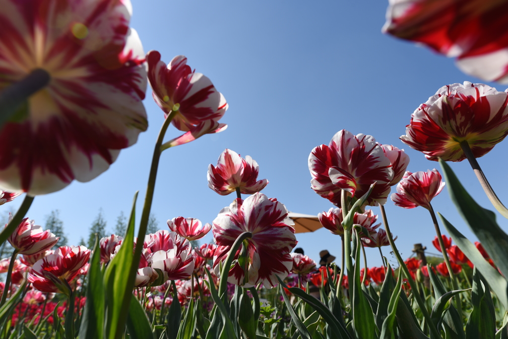 ＧＷはチューリップ三昧