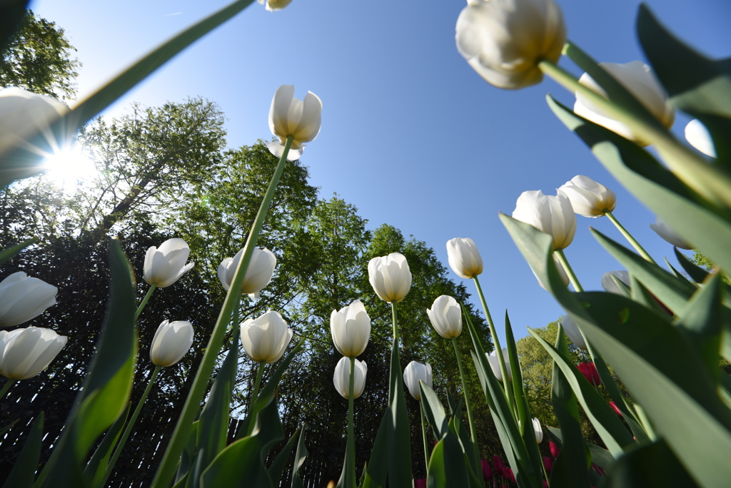チューリップ