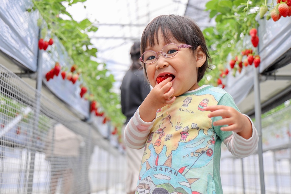 いちご狩り2019