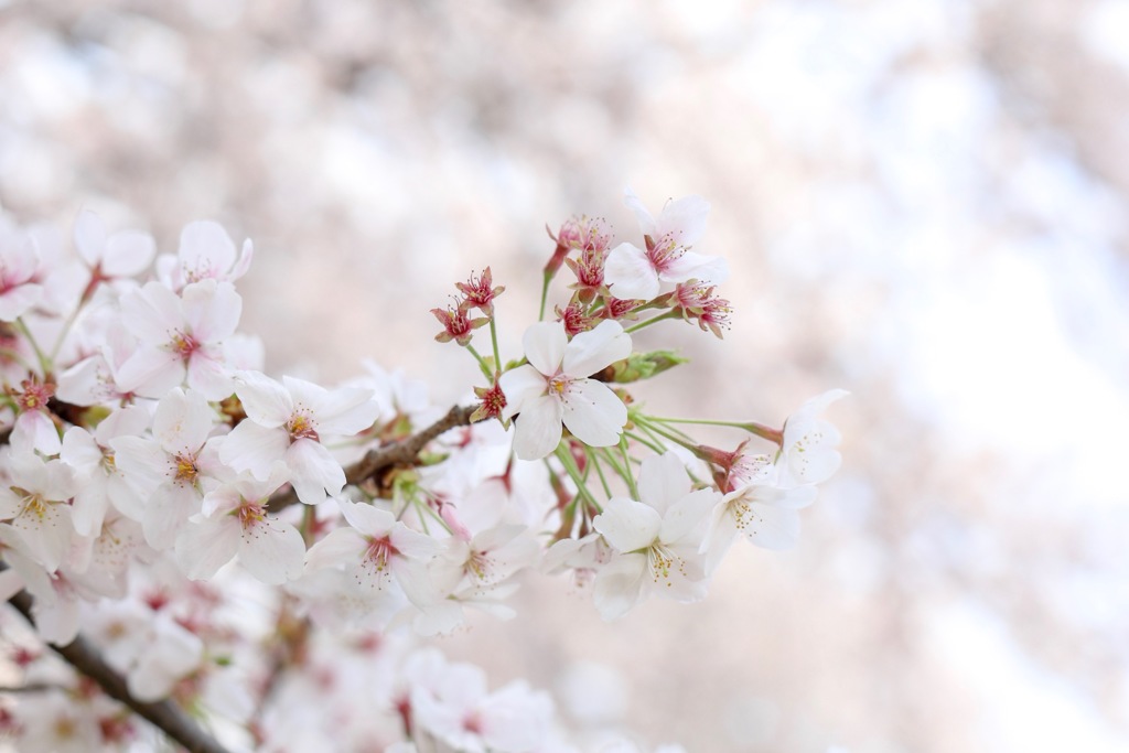 本日の桜