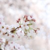 本日の桜