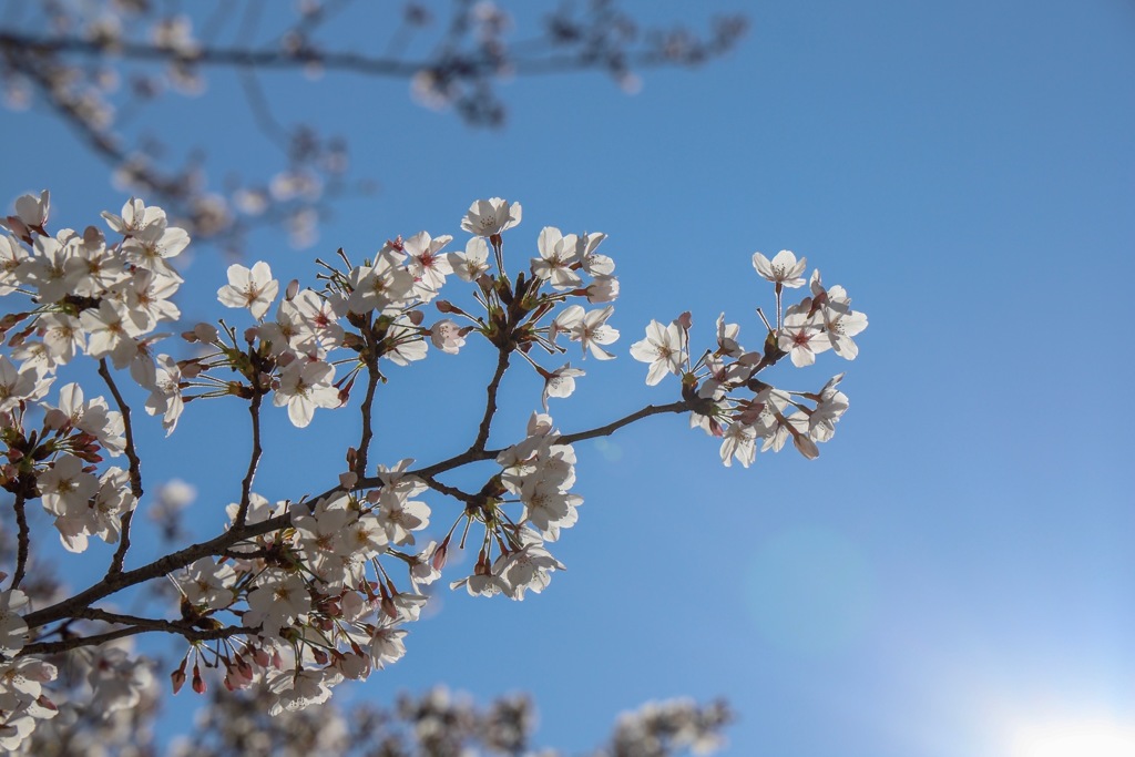 朝、桜