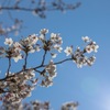 朝、桜