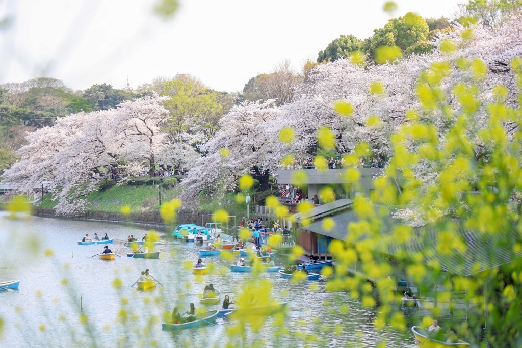 桜と菜の花