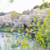 桜と菜の花