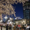 駅前、桜