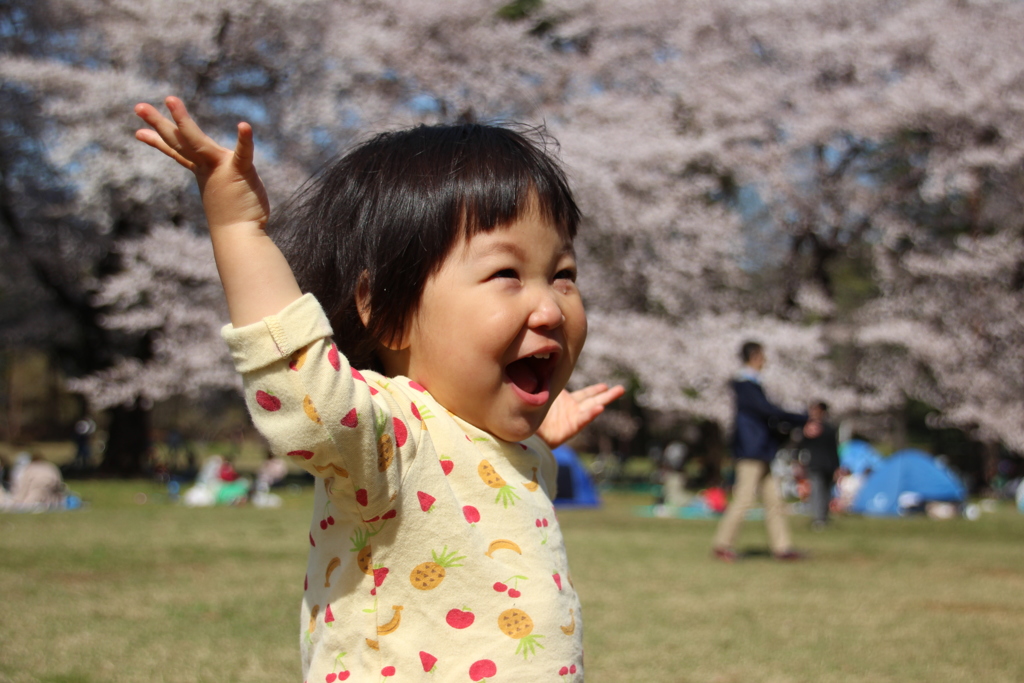 桜満開