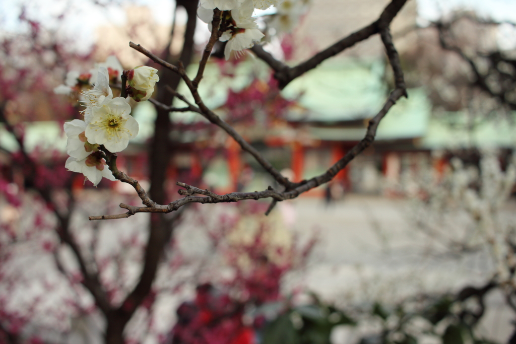 都会の花