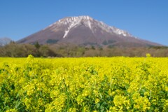 菜の花畑