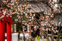 CHERRY BLOSSOMS