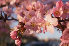 CHERRY BLOSSOMS