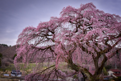 枝垂れ桜