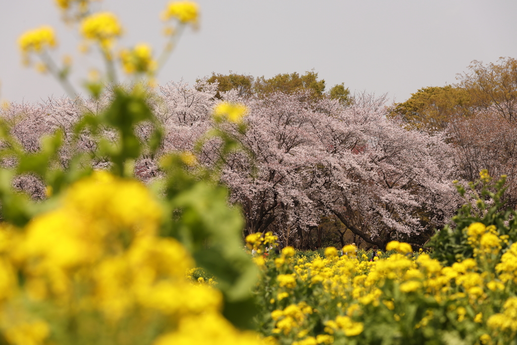 昭和記念公園の桜