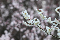 赤塚城跡公園