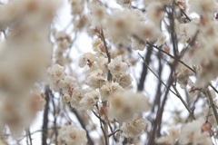 春の匂ひ