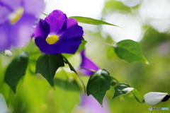 PentaxColors