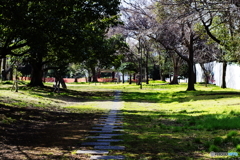 PentaxGreen