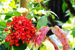 PentaxRed