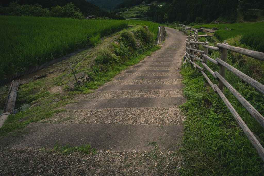 田んぼ道