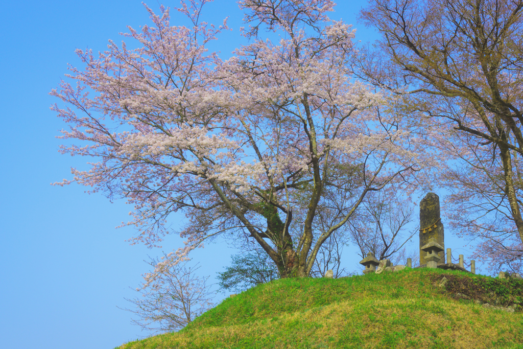 桜