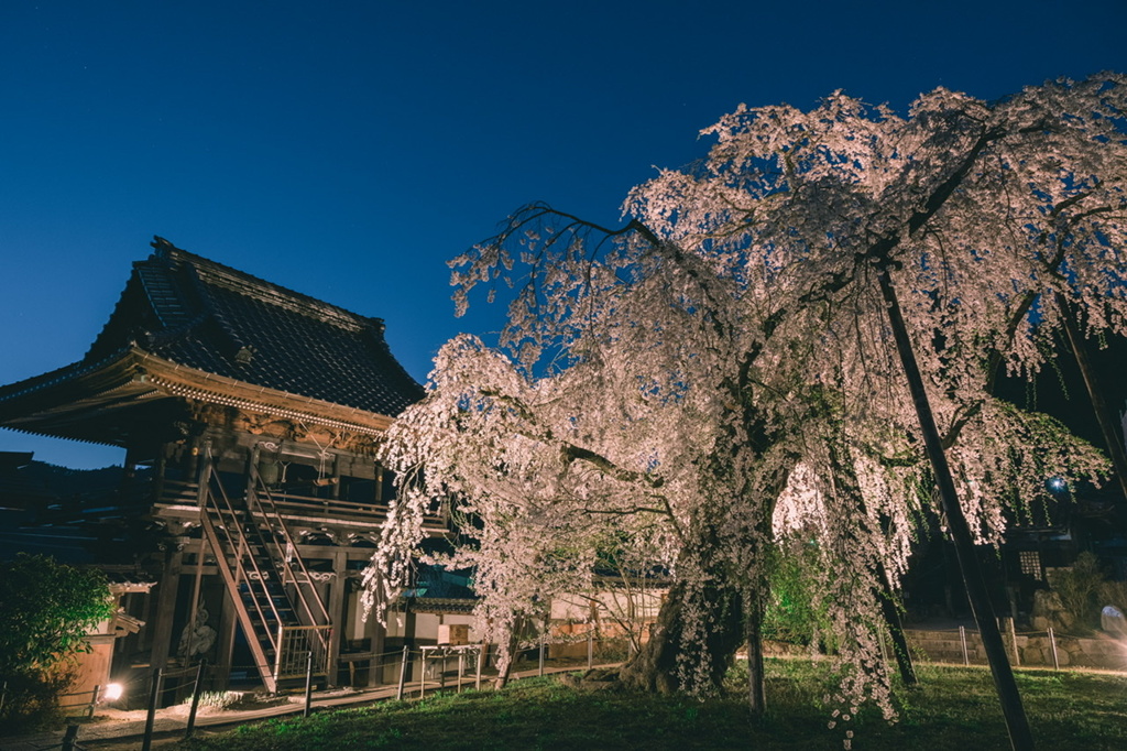 夜桜