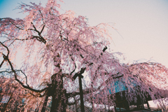 枝垂桜