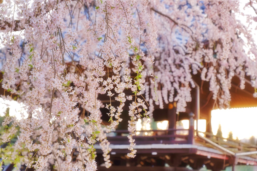 しだれ桜