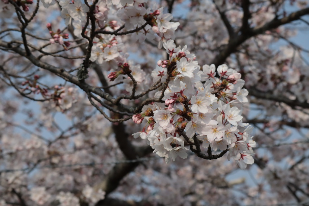 今年初桜