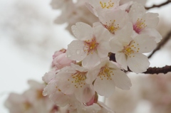 里山に濡れる桜　１