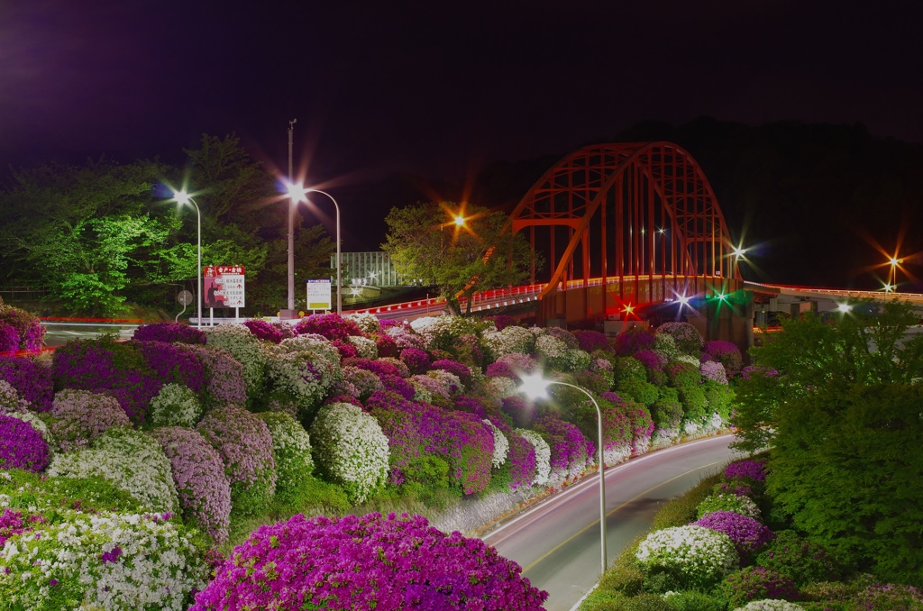 音戸の瀬戸公園　つつじ近景　夜