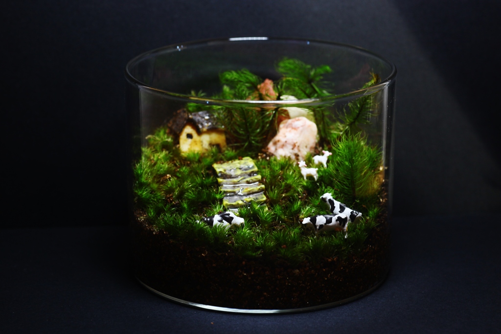 苔テラリウム