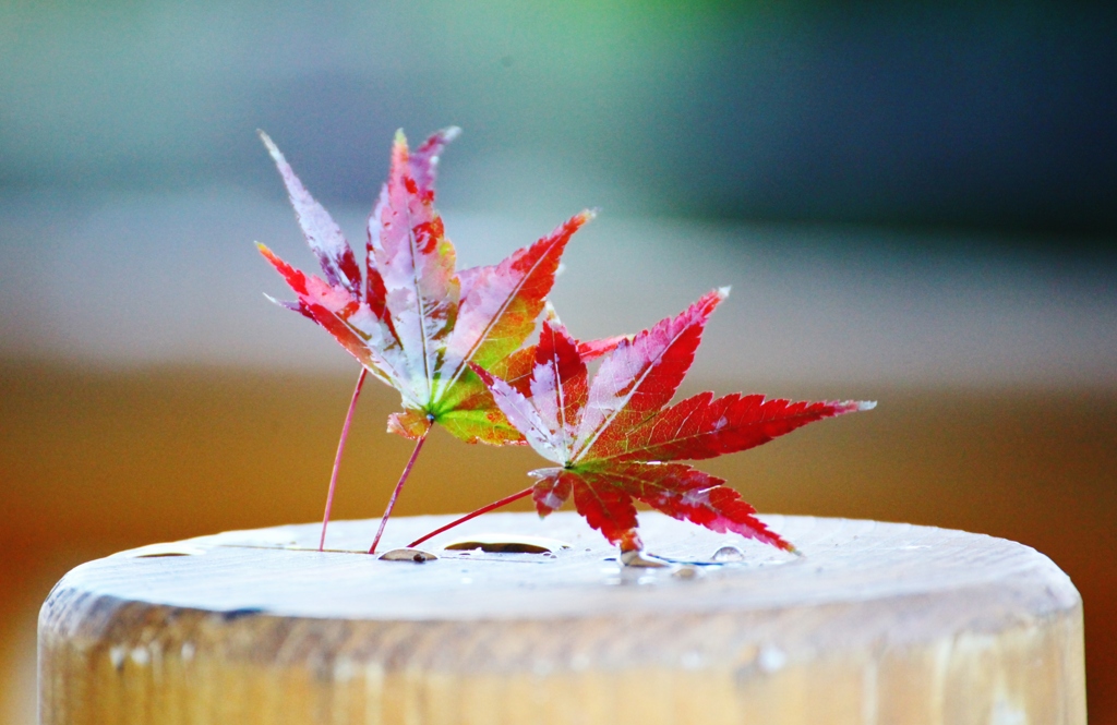 紅葉の組体操